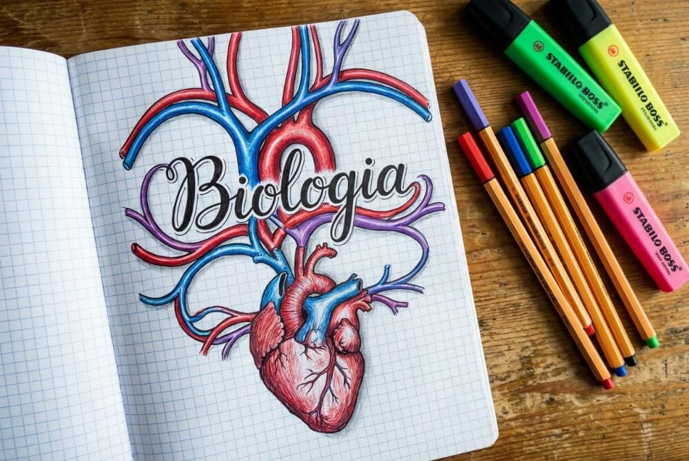 Tytułowa strona zeszytu z tytułem „Biologia” i realistycznym rysunkiem anatomicznego serca z oplatającymi napis naczyniami krwionośnymi